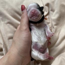 Boy 1 - Shih Tzu puppy in Moreno Valley, California from Legacy Shihtzus