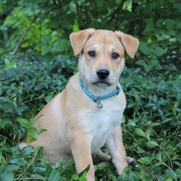 Carolina Dog Puppies from Williams Sweet Carolina