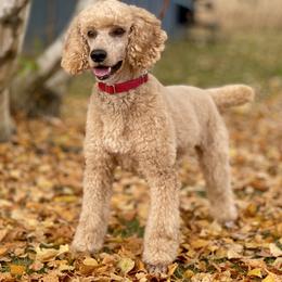 Leo - Poodle