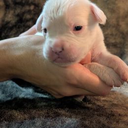 Sid - White male Boxer puppy in New Holland, Pennsylvania from Shady Rill puppies