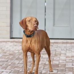 Beretta - Vizsla