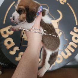 Rose - Mahogany and white female Basset Hound puppy in Alton, Illinois from Show Me Great Danes and Basset Hounds