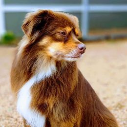 Australian Shepherds from Nothin’ Butts Aussie’s