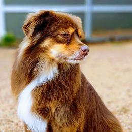 Australian Shepherds from Nothin’ Butts Aussie’s