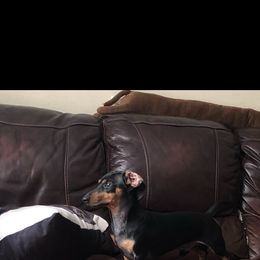 Ziggy - Dachshund