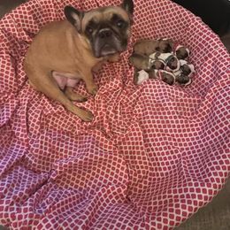 French Bulldog Puppies from Nae Nae's Frenchies