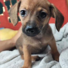 Earl - Red male Companion Cross puppy in Garvin, Oklahoma from Hochatown Awesome Aussies