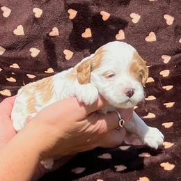 Everest - Blenheim female Cavapoo puppy in Fort Worth, Texas from Creekwood Miniature Cavapoos