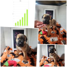 Alibi (fawn) - Fawn female Cane Corso puppy in Manitowoc, Wisconsin from Sinner & Saint Cane Corso