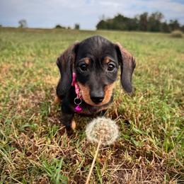 Dachshund Puppies from Royal Bloodline Canines