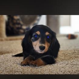 Dachshund Puppies from Destiny's Dachshunds