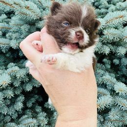Tootsie - Chocolate parti female Pomeranian puppy in Waterloo, Indiana from Garcias Pomeranian
