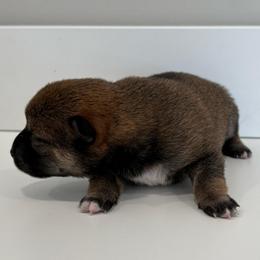 Yuki - Sesame female Shiba Inu puppy in Covington, Ohio from Rustic Country Shibas