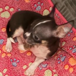 Boy 1 Tommy - Chocolate brindled fawn male Chihuahua puppy in Scranton, Pennsylvania from Grammy Farm