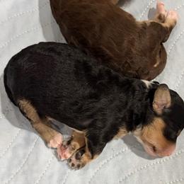 Black tri male - Tri-color male Bernedoodle puppy in Lincoln, Nebraska from GRand Doodles