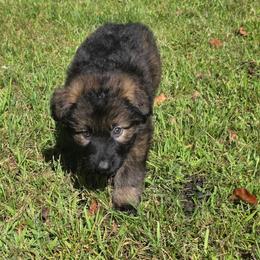 Brown collar - Sable male German Shepherd puppy in Oscoda, Michigan from Sstar