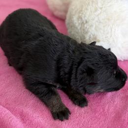 Girl 1 - Sable female German Shepherd puppy in Grantsville, Utah from Vom Haus Denfors K9 - Working German Shepherds