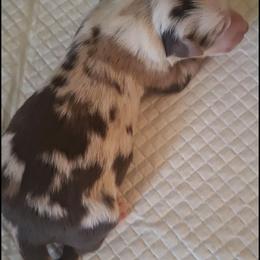 Murphy - Red merle male Miniature Australian Shepherd puppy in Copperas Cove, Texas from Aussies Acre