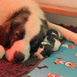 Pyrenean Mastiff Puppies from Bella Dulce