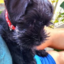 Miniature Schnauzers from Vyacheslav Pilosov