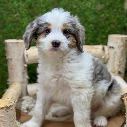 Bear - Blue merle male Bernedoodle puppy in Williamson, New York from Lakeside Doodles