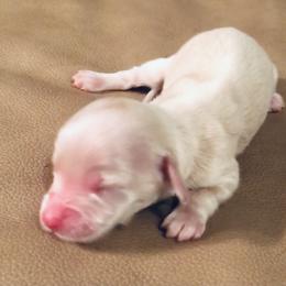 Dachshund Puppies from Meldox