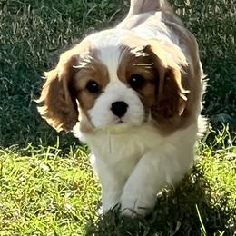 Brittany and Cavalier King Charles Spaniel Puppies from Katy Cavaliers & Barefoot Days Brittanys
