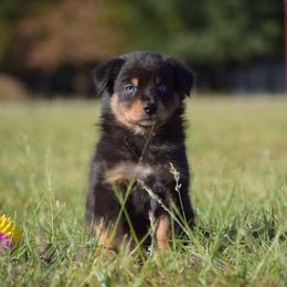 Gypsy - Black tri-color female Australian Shepherd puppy in Stillwater, Oklahoma from Kennel de Fowler