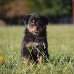 Gypsy - Black tri-color female Australian Shepherd puppy in Stillwater, Oklahoma from Kennel de Fowler
