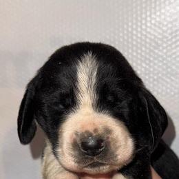 Kovu - Black white and brown male Basset Hound puppy in Leroy, Michigan from Iron Sentry Farms