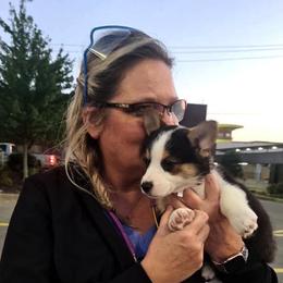 American Corgis and Pembroke Welsh Corgis from Spa City Corgis