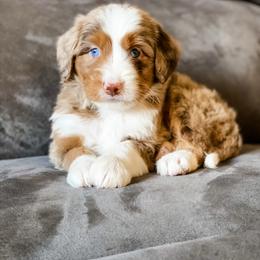 Alaska - Chocolate merle female Bernedoodle puppy in Hudson, Indiana from TurkeyCreek-K9