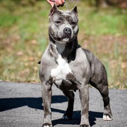 Tempest - American Pit Bull Terrier