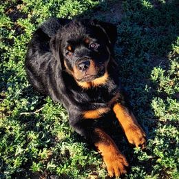 Rottweilers from Brenda's Rottweilers