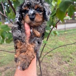 Storm - Merle female Cavapoo puppy in Austin, Texas from Doodles of Central Texas