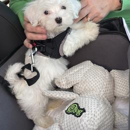 Maltese Puppies from TCBs Glowing Maltese