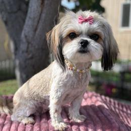 Lexi - Shih Tzu