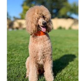 Rain - Poodle