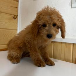 Silk - Cream female Goldendoodle puppy in Payson, Utah from Country Sky Doodles