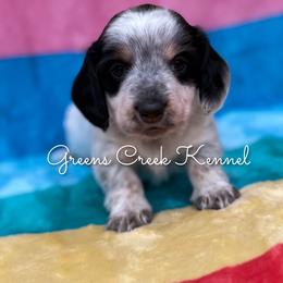 Cashmere - Piebald female Dachshund puppy in Jena, Louisiana from Greens Creek Kennel