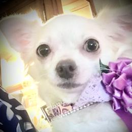 Biankah - Chihuahua