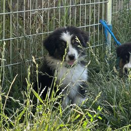 Joshua - Black tri-color male Australian Shepherd puppy in California from Luna Lane Aussies