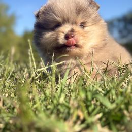 Alvin - Chocolate merle male Pomeranian puppy in Scottsburg, Virginia from Summer Set Poms