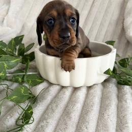 Beignet - Red female Dachshund puppy in Mobile, Alabama from Katrina's Dachshunds