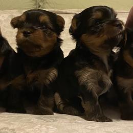 Yorkshire Terriers from Eastern Oregon Yorkshire Terriers