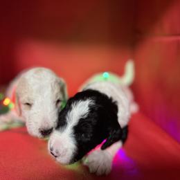 Bernedoodle and Double Doodle Puppies from ETX Dandy Doodle