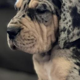 Great Dane Puppies from BkB’s House of Danes