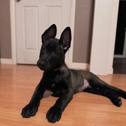 Black - Black sable male Belgian Malinois puppy in Muskegon, Michigan from Red Acres Working Line K9s