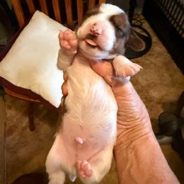 Mayhem - Piebald male Dachshund puppy in Russellville, Arkansas from Cains River Valley Dachshunds