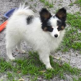 Lylah - White black and tan female Papillon puppy in Sarasota, Florida from LaRae's Papillons